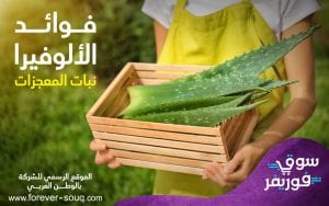 زراعة نبات الالوفيرا